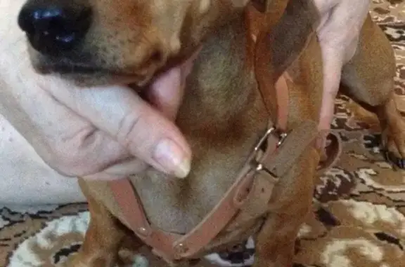 Найдена собака в центре Холмской, Краснодар