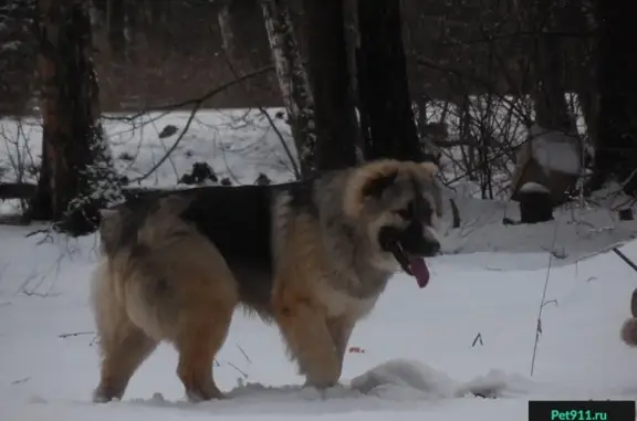 Пропала собака в Лесном Пушкинского района, вознаграждение за информацию.