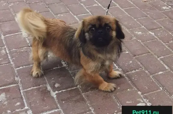 Пропала собака в Тимирязевском парке, вознаграждение гарантировано!