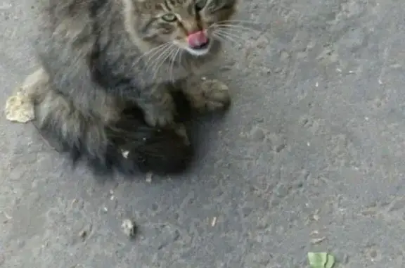 Найден кот на Волгоградской 30
