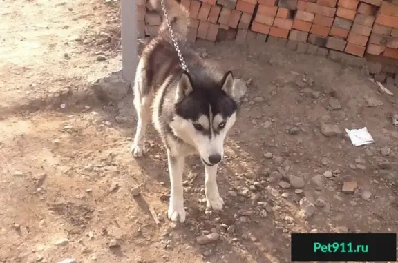 Найдена собака на ул. Караульная в Красноярске