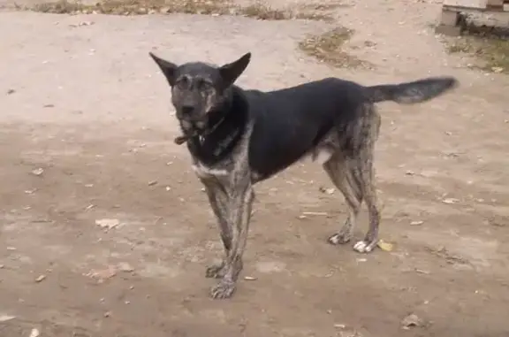 Найден пёс с ошейником на остановке 3 участка в Липецке