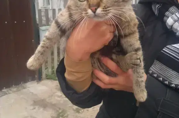 Найдены кошка и котик в Липецке