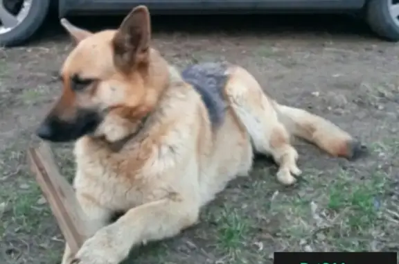 Пропала собака в Ногинске и районе: ищем Ютту!
