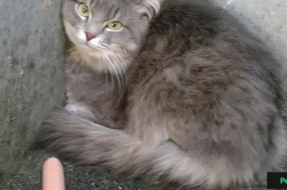 Найден кот возле дома №10 на улице МЖК в Оренбурге