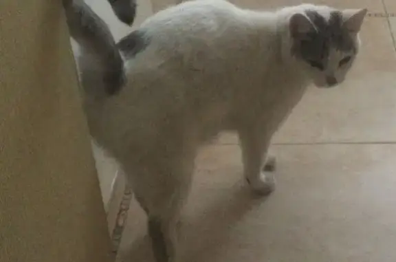 Найдена белая кошка на улице Радужной, 8.