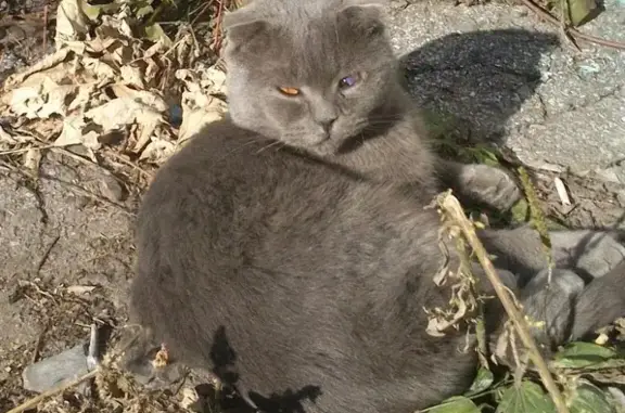 Найден серебристый кот с бельмом возле Центрального рынка в Омске