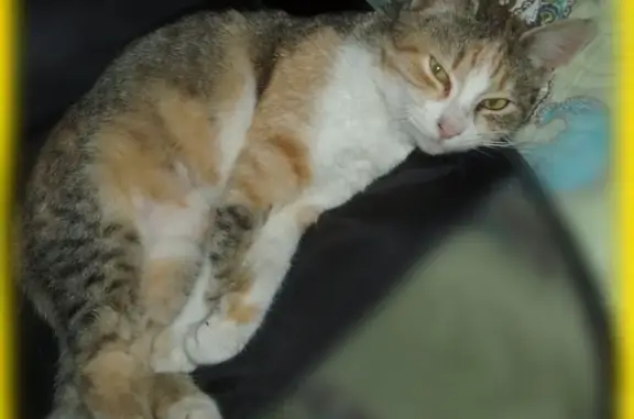 Пропала кошка в Первомайском районе Ростова-на-Дону