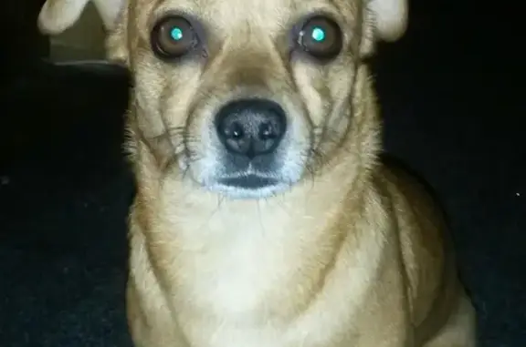 Пропала рыжая собака в Челябинске, вознаграждение за информацию