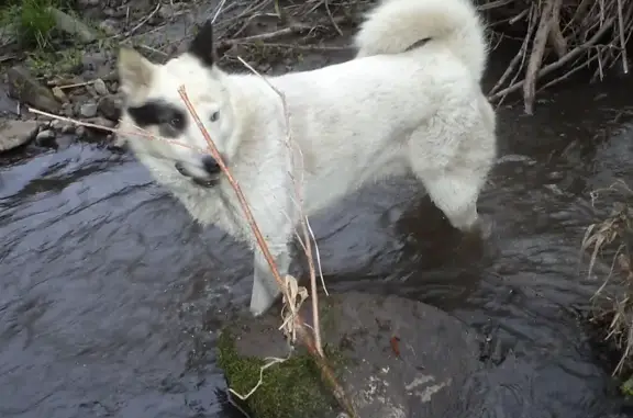 Собаки потеряшки, Алексеевское, фото: Потеряшка собака в Базарно-Карабулакском районе, вознаграждение гарантирую.