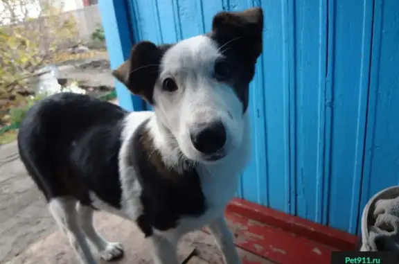 Найдена собака трехцветная в Омске