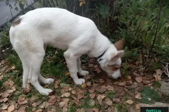 Найдена собака в СНТ Кунья Роща-1