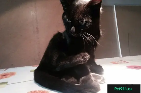 Найдена черная кошка в 13 микрорайоне, Самара