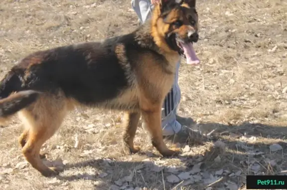 Пропала собака в Ростове, Район РИИЖТа.