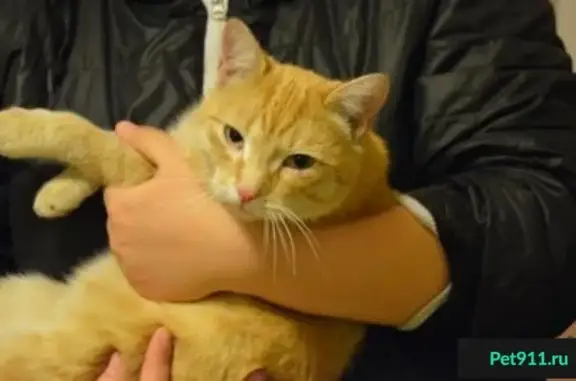 Найден рыжий кот в Красноярске, домашний