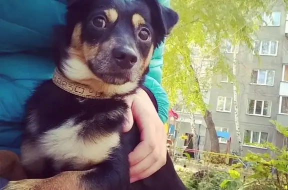 Найдена собака на ул. Кропоткина, Новосибирск
