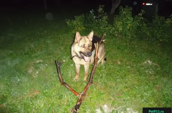 Пропала собака в Калуге на Малинниках