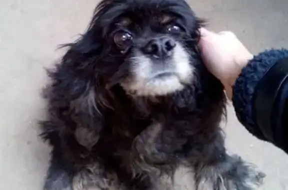 Найдена собака в Электростали: маленький кокер-спаниель черного окраса