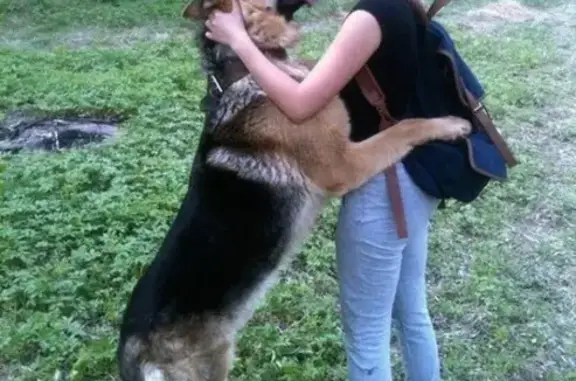 Пропала собака НОРД в Заволжском районе