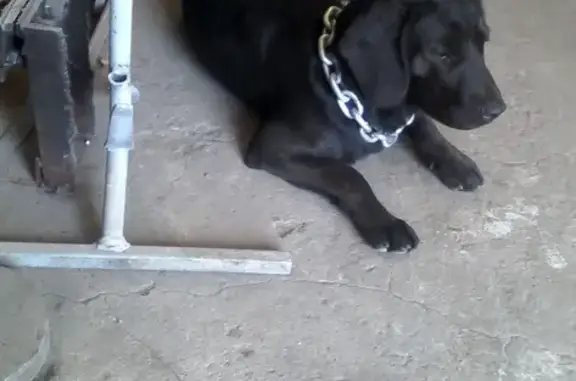 Пропала собака в Отрожке, Воронеж, возможно украдена.