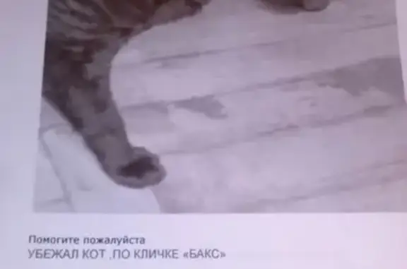 Пропала кошка в Обнинске!