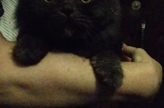 Найдена домашняя кошка на ул. Сурикова, 16Б