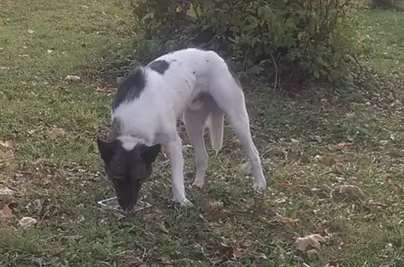 Найден пес в парке Костино, ищем хозяина