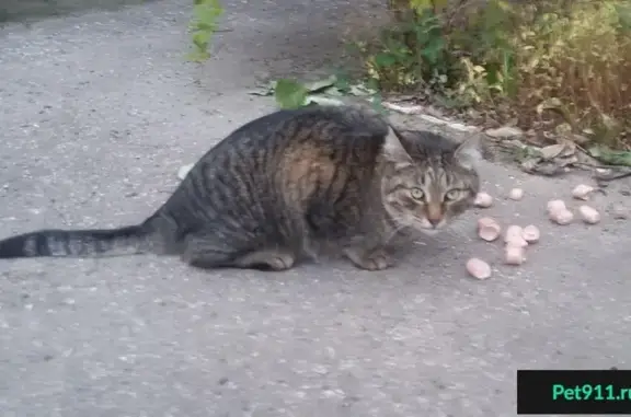 Найден кот на ул. КальнАя, д. 7 в Рязани