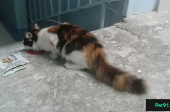 Найдена молодая трёхцветная кошка на Обуховской
