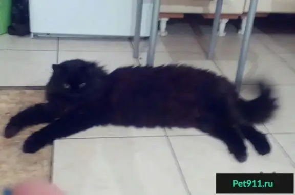 Пропала черная кошка в Омске, вознаграждение 1000 р.