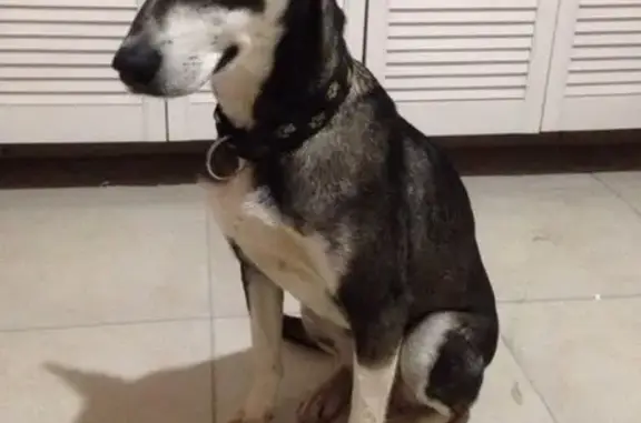 Найдена домашняя собака в Архангельске