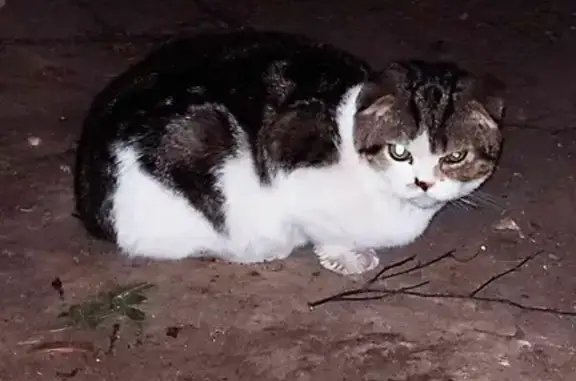 Найдена породистая кошка на ул. Аллея Жемчуговой, 3А