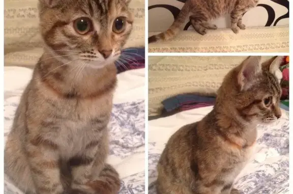 Найдена кошка в Екатеринбурге на Верх-Исетском бульваре
