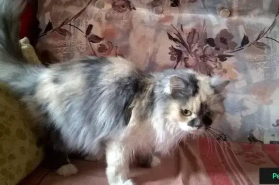 Найдена кошка в Здравнице, Московская обл.