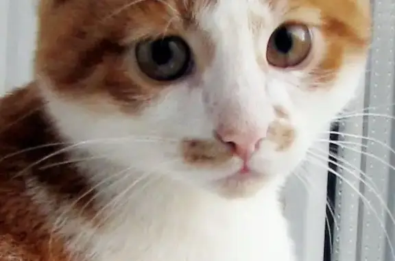 Найден рыжебелый котик в районе Кошелева, приучен к лотку, ищет дом.