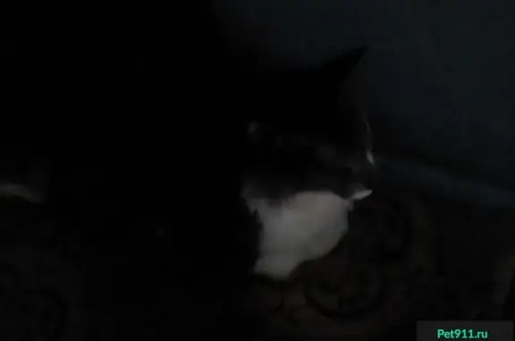 Найдена кошка на Чехова 26, котик ждет в подъезде