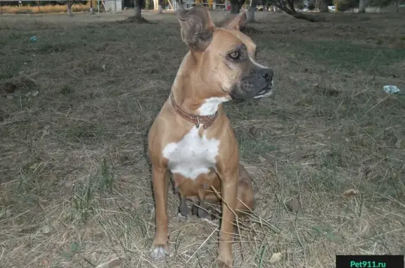 Найдена собака на станции Зерноград