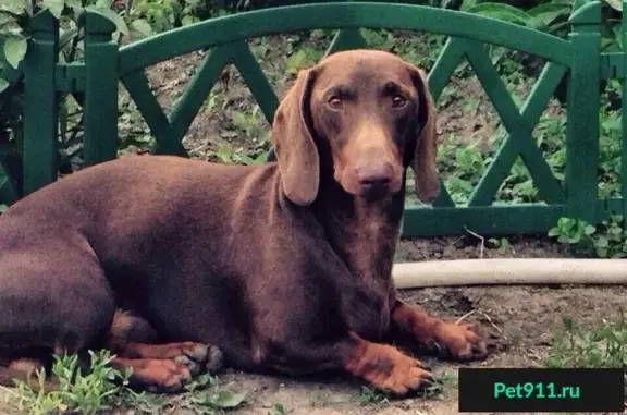 Пропала собака в Подольске на Красной горке