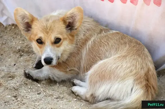 Пропала собака в Ленинском районе, вознаграждение гарантировано!