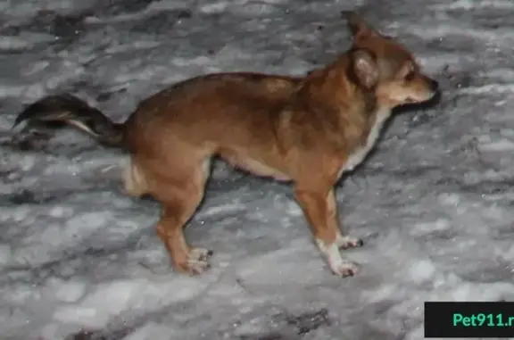Пропала собака Бусинка у м. Удельная