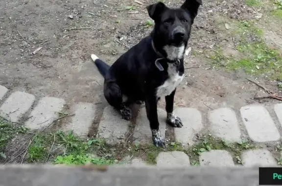 Пропала собака Чарли в Балашихинском р-не МО