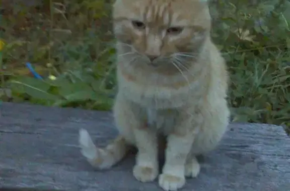 Срочно ищем дом для умного рыжего кота в Магнитогорске
