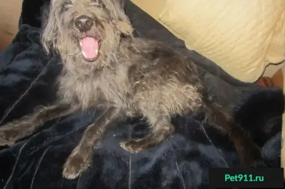 Собака нуждается в доме и заботе на Парковом проспекте в Перми