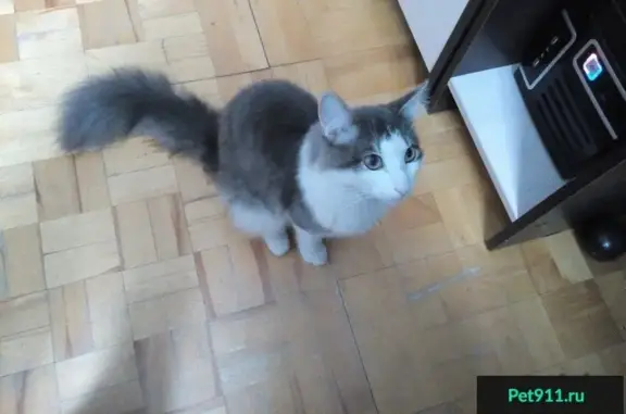 Найден домашний кот в Орджоникидзевском районе Перми