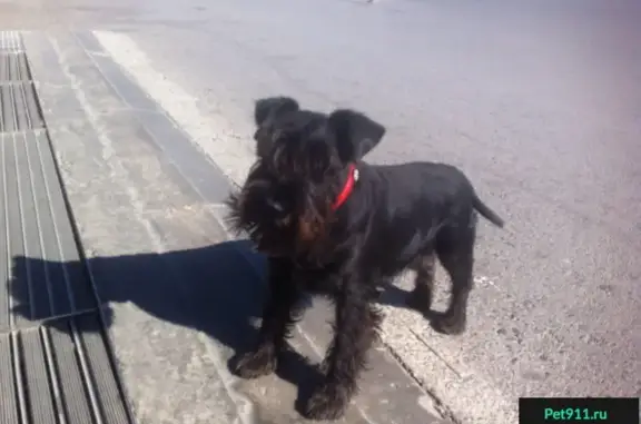 Найдена собака в Ростове, порода цвергшнауцер, черный окрас.