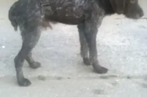 Найдена собака в микрорайоне Военвед, Ростов-на-Дону