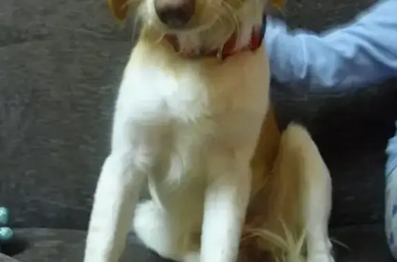 Найдена собака в Никулино, г. Алексин