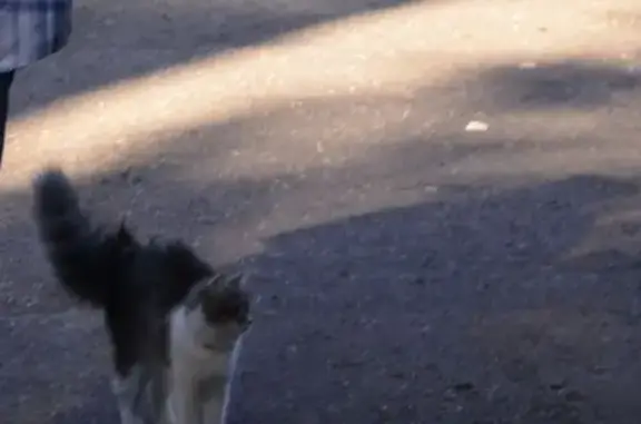 Пропала кошка на улице Калинина в Орджоникидзевском районе