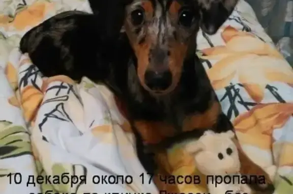 Пропала собака в Нижнем Новгороде, ул. Подворная, д.1