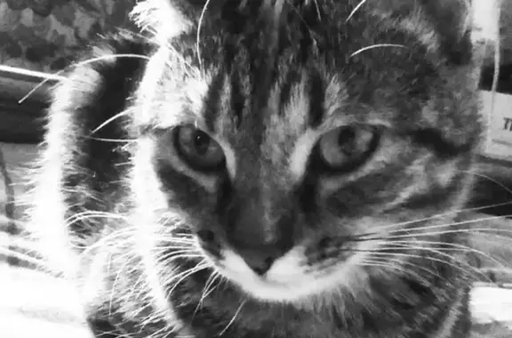 Найдена кошка на ул. Адмирала Руднева, 18